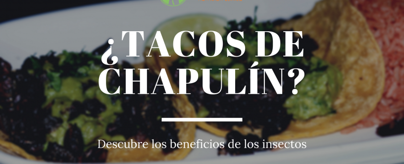 tacos-de-chapulin